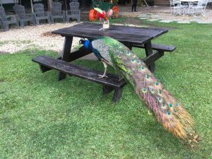 Semana Santa en los Valles Altos Carabobo - Noticias Valle Alto